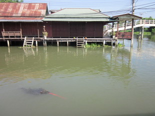 ภาพขยาย...